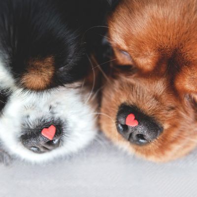 Dogs with hearts on noses