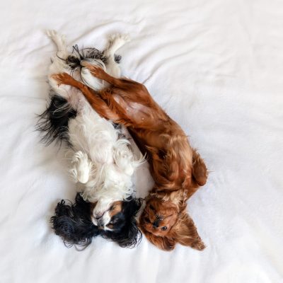 Two happy dogs